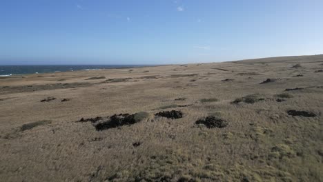 extensive savanna grass ripples in wind near ocean shore landscape