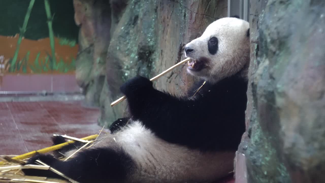 panda comiendo bambú