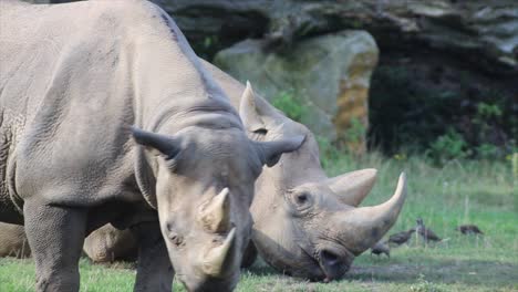 two rhinos relaxed, warm and sunny day, nature and jungle