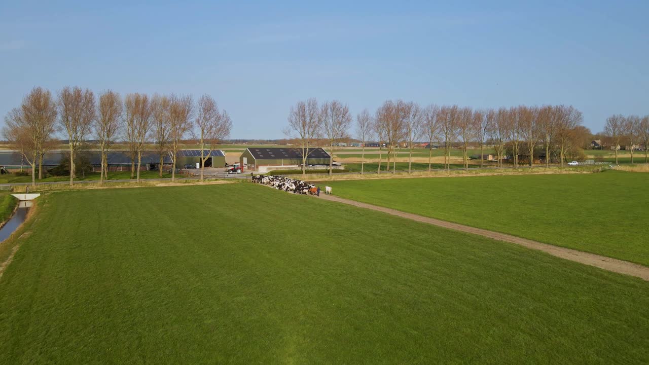 Pastoral view of grazing cattle and surrounding fields, aerial, Pingjum, Friesland