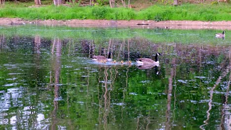 goose parents with their five goslings in between them swimming on a lake from left to right