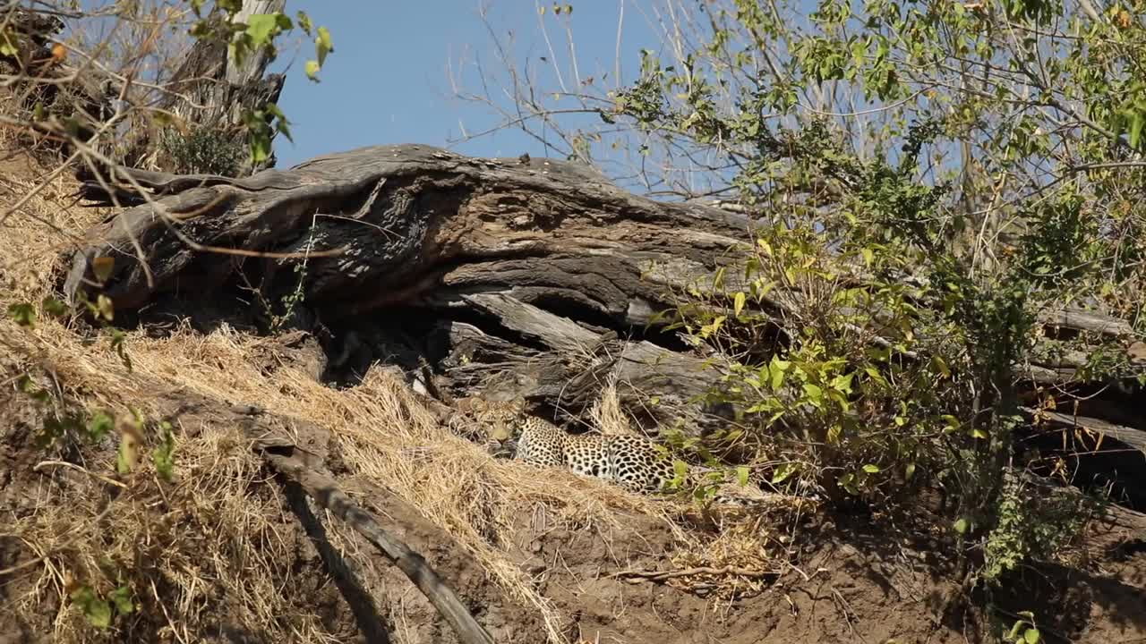 toma extrema de un hermoso leopardo camuflado escondido en la hierba seca, mashatu botswana