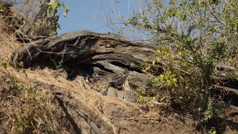 extreme wide shot of a beautiful camouflaged leopard hiding in the dry grass, mashatu botswana