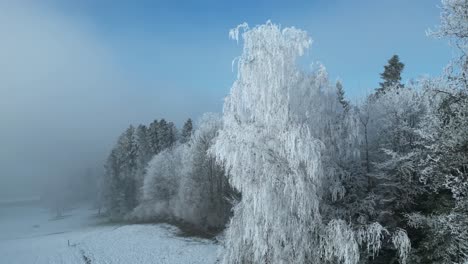 flying around a snow covered birch tree after the fog has cleared and a patch of blue sky is revealed.
