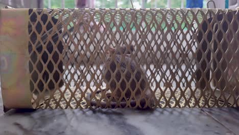 rat-caught-in-rat-cage-trap-from-different-angle-at-day