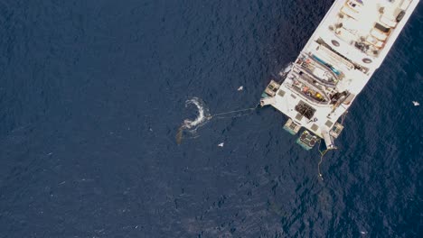 aerial, drone shot of great white shark, carcharodon carcharias, trying to catch a piece of bait at guadalupe island, mexico - drone decends