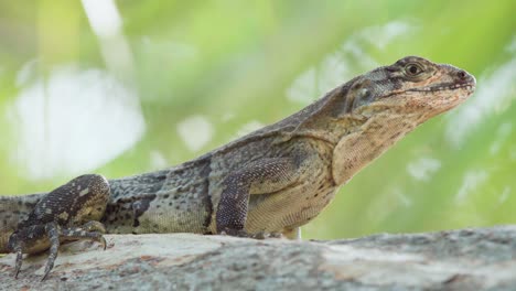 Reptil-Iguana-De-Cerca-En-El-árbol-Con-Follaje-Verde-En-Segundo-Plano.