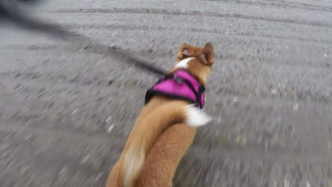 dog on its leash running