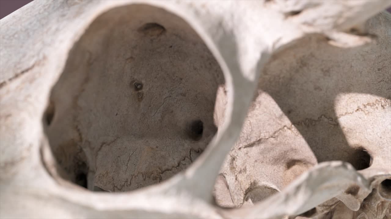 крупный план черепа животного