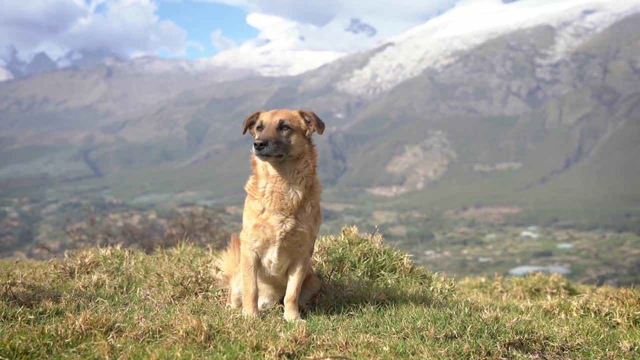Furry companion dog waiting for owner to play at Yungay Peru with mountains in the backround