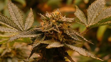 4k close up video of a flowering cannabis plant