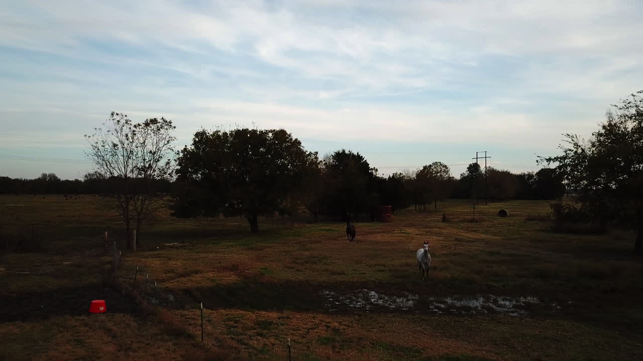 Ripresa dolly all'indietro su un campo coltivato con cavalli al pascolo