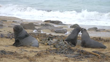 group of sea lions at catlin beach new zealand - wide shot