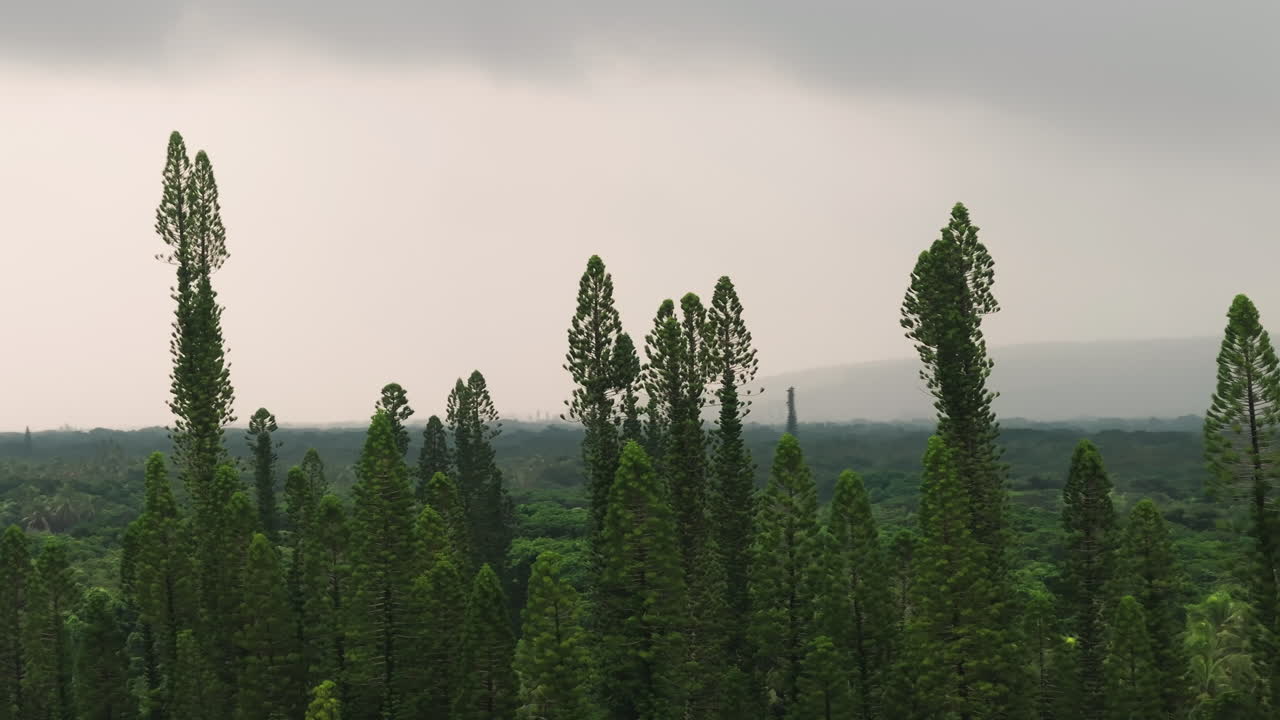 Drone view of New Caledonia’s columnar pines and dense coastal forest bordering a turquoise lagoon shoreline under a bright tropical sky