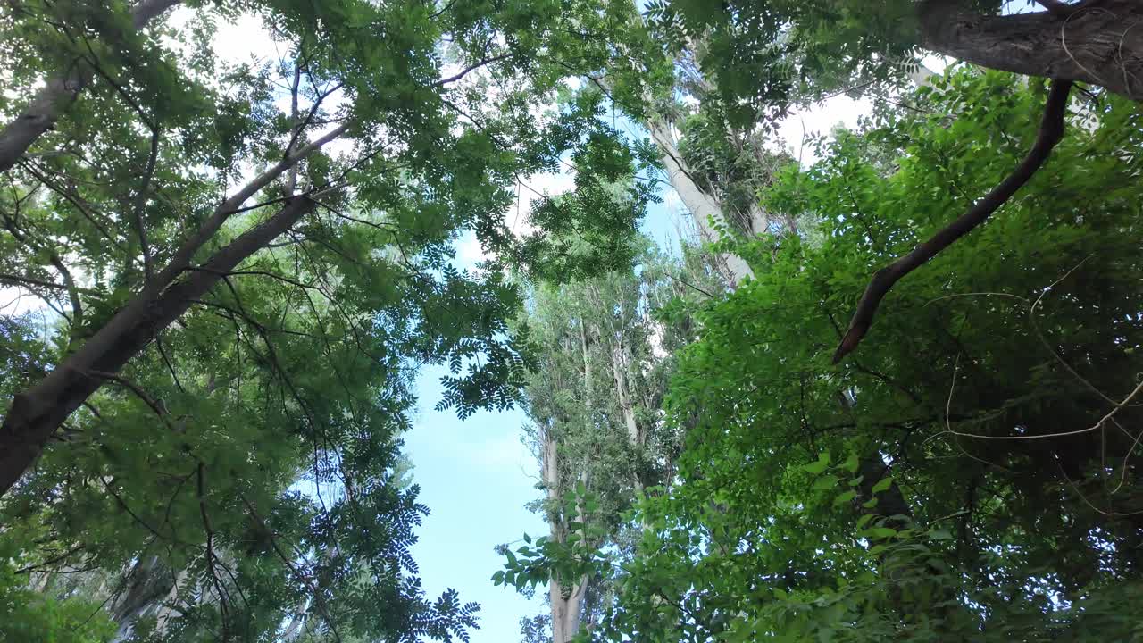 Tall Trees in a Crimean Forest on a Sunny Day
