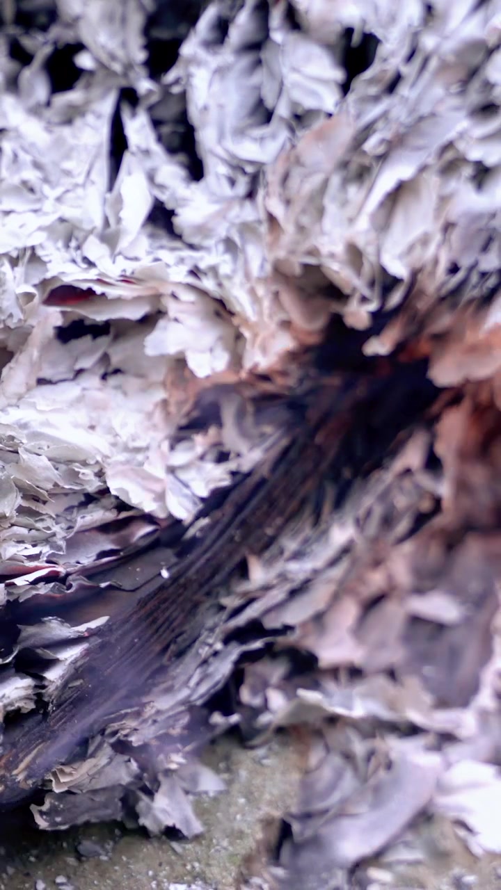 Cenere e fumo da libro bruciato. Primo piano dettagliato di detriti di carta distrutti, bordi carbonizzati e strati di fumo grigio. Video verticale