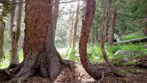 Regen-Fällt-Im-Wald-Mit-Sonnenschein-In-Colorado