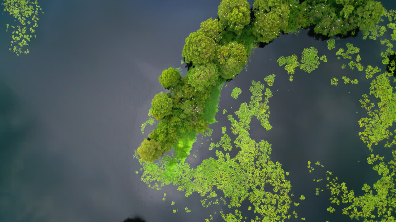 Yellow Water-lily Floating In The Tranquil Waters Of The River In Florida, USA. - aerial, birds eye view shot