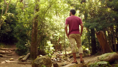 hombre admirando el follaje verde en un bosque