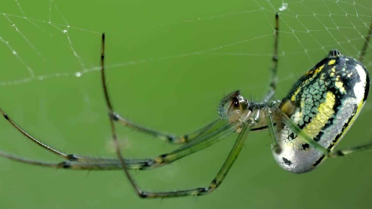 Arachnid Beauty: Orchard Spider, Intricate Web, Wildlife Close-up