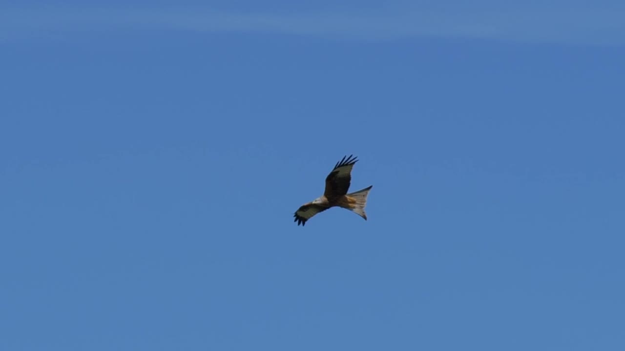 Incredible tracking shot of flying red kite bird observing the area from the air. Sunny day and blue sky in backdrop