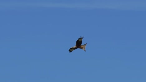 incredible tracking shot of flying red kite bird observing the area from the air. sunny day and blue sky in backdrop