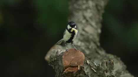 Tit-Japonés-De-Pie-En-La-Rama-Con-Gusano-En-La-Boca-En-El-Bosque-Cerca-De-Saitama,-Japón---Cerrar