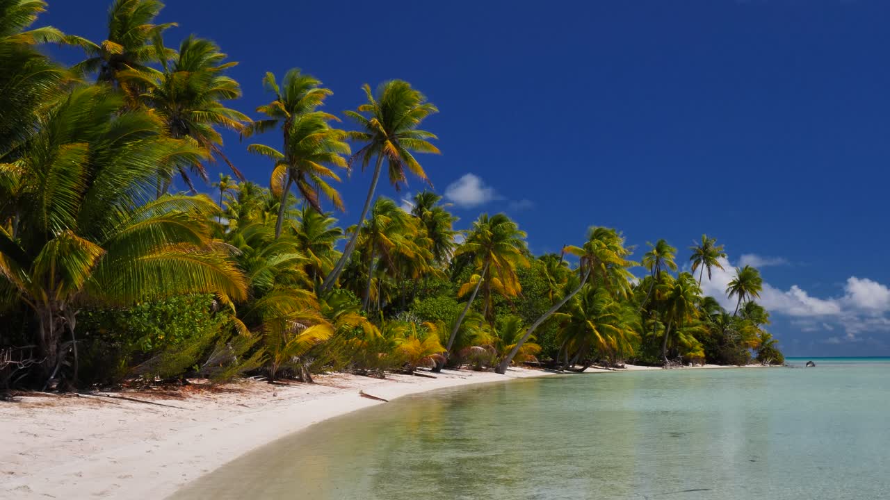 Kookospalmut Fakaravan atollin kauneimmalla trooppisella rannalla, Ranskan Polynesiassa, taustanaan sinisen laguunin kristallinkirkas vesi.