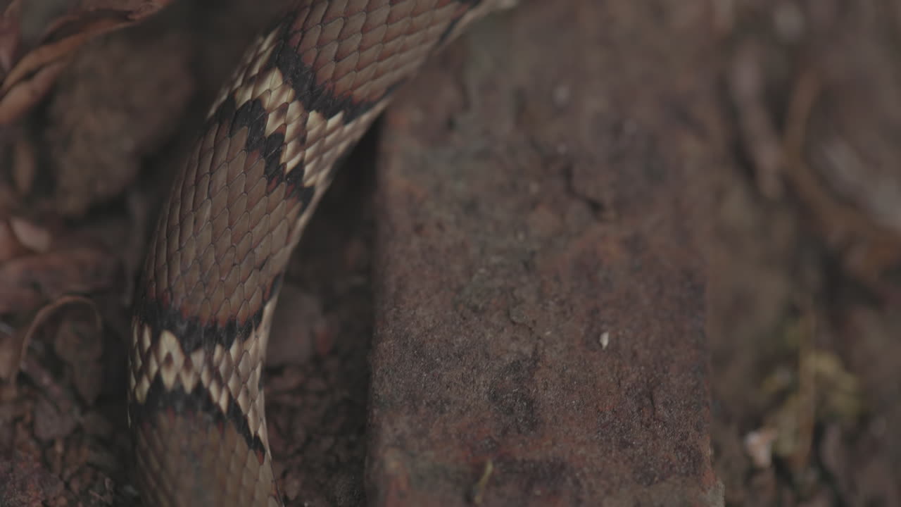 Macro primo piano: intricati motivi a chevron e bande scure di un serpente Kukri comune selvatico