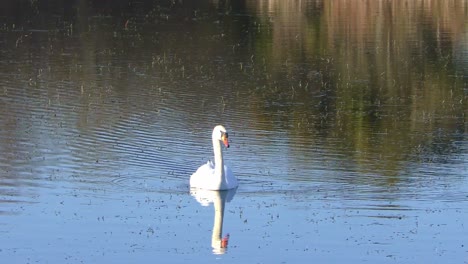 Schwan-In-Knockaderry,-Waterford,-Irland