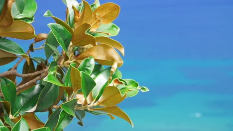 Tree-branches-with-green-and-yellow-leaves-on-blue-sky-background-in-summer-park