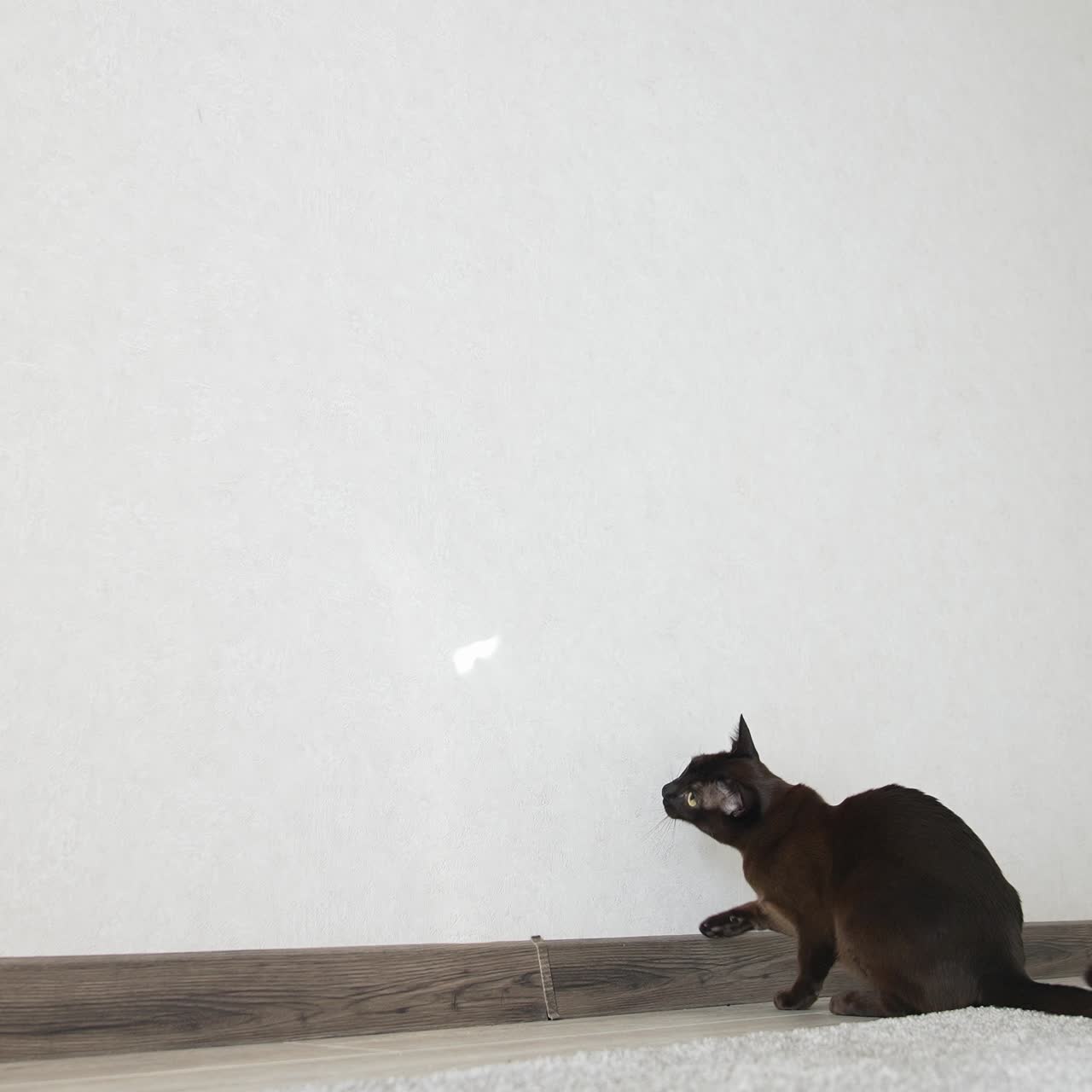 Dark little kitty jumping with sunlight. Funny playful cat hunting