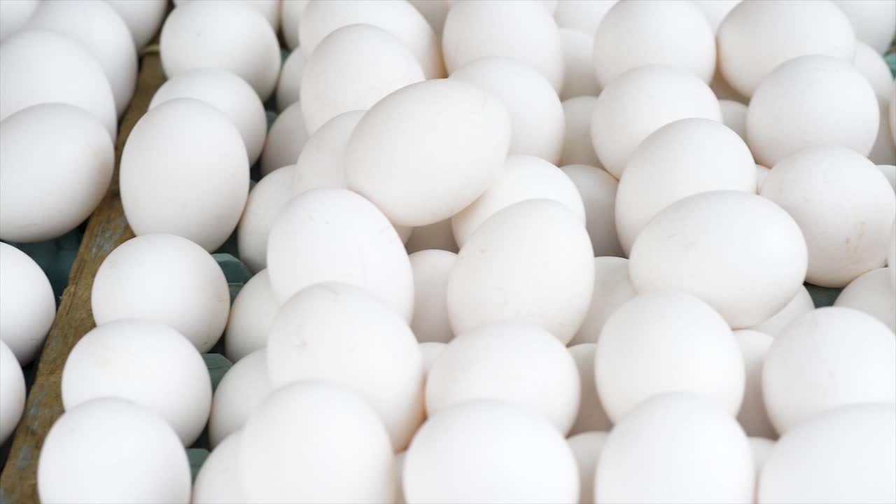 무료 박람회에서 판매되는 흰 계란, 파노라마 계획