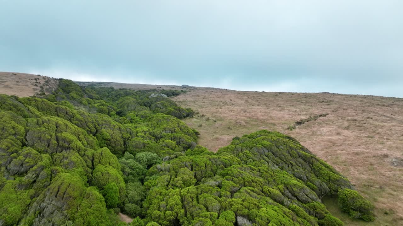 tiro de adelantamiento hacia atrás de la naturaleza verde salvaje en la cima de la montaña, marshall california