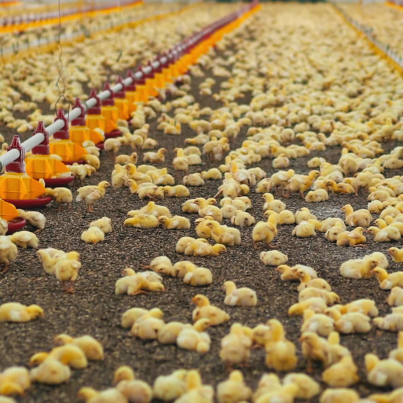 Large poultry farm with little chickens. Modern automatic equipment for feeding and drinking broilers on a factory for chicken production