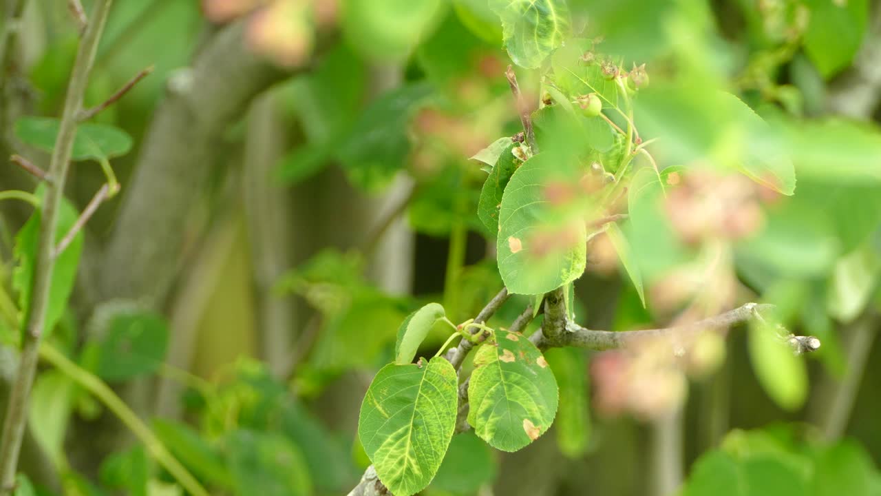 캐나다 봄철 화창한 날 나뭇가지에 있는 나뭇잎 사이에 앉아 있는 삼나무 왁스윙 새