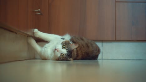 a close up shot of maine coon white and brown tiger colors fluffy cat with green eyes, stretching and looking at me on the floor, brown kitchen closets, home pet, slow motion 4k video