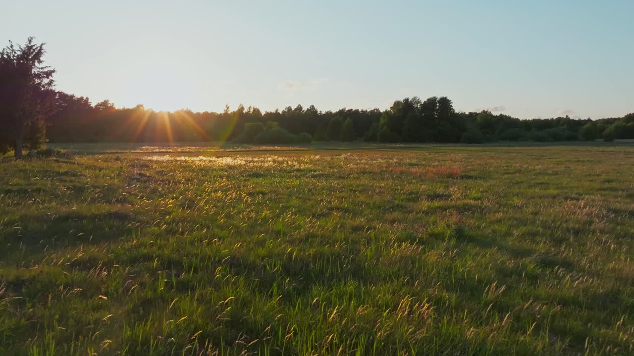 Flying over a field in golden hour in summer.