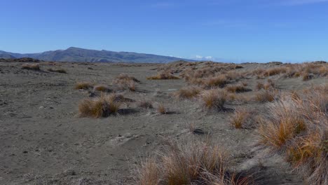 Walking-through-sand-dunes-covered-in-rust-colored-tussock-grass---Kaitorete-Spit,-New-Zealand