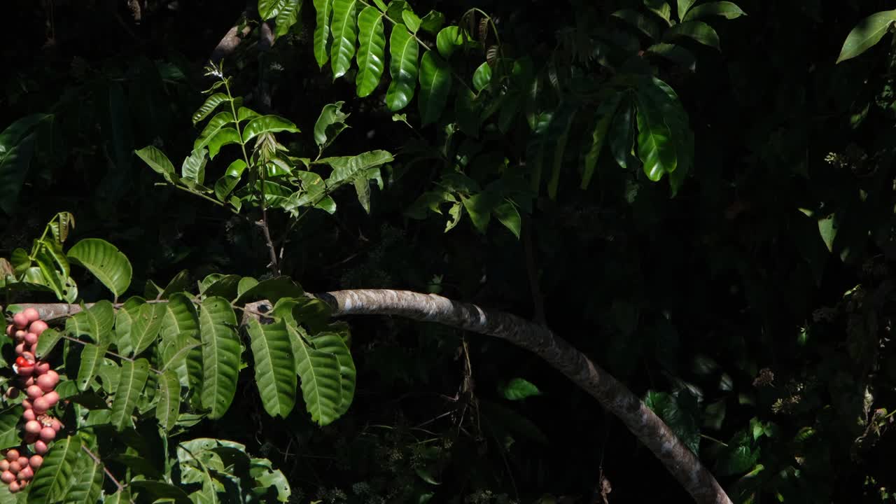 paloma manchada, spilopelia chinensis vista posada en una rama de un árbol fructífero mirando hacia la derecha y luego se va volando, parque nacional khao yai, tailandia