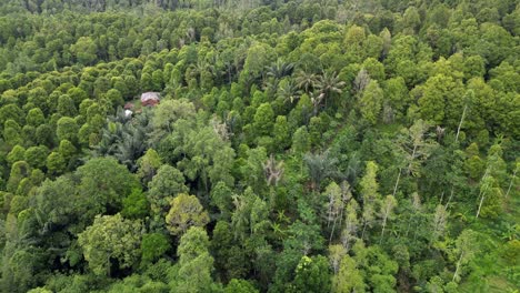 drone flying over a lush green tropical jungle with fruit tree plantations with in the jungle