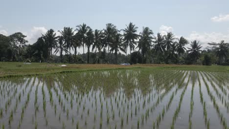 palm trees reflect in early season flooded rice field in indonesia