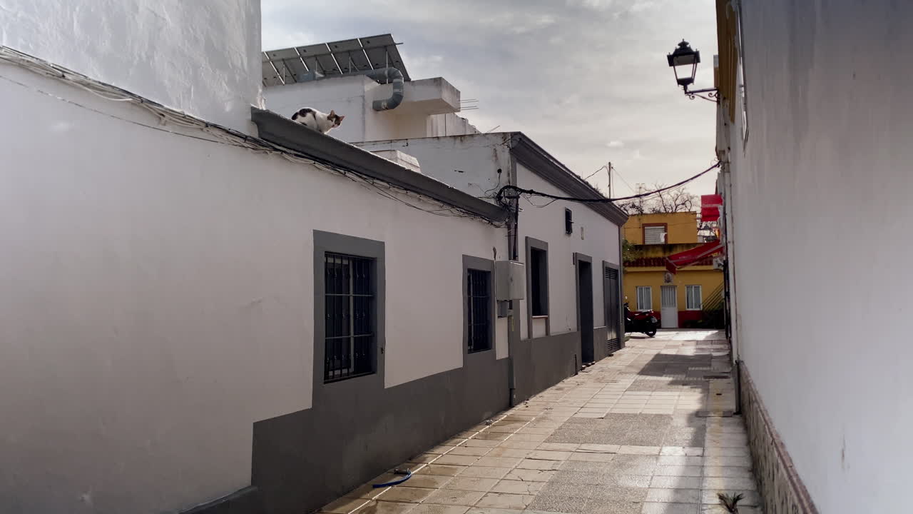 Gato observando desde un tejado, con vistas a un callejón estrecho y tranquilo con casas blancas tradicionales y una farola en Sanlúcar de Barrameda.