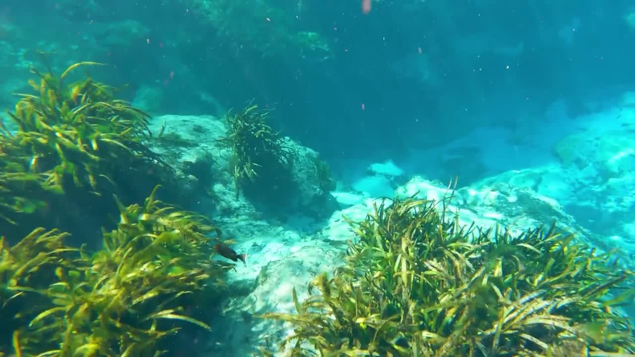 GoPro footage of Florida Springs’ blue water sparkles in sunlight, revealing swaying seaweed and plants on a sandy bottom. Fish glide as light dances, showcasing a serene underwater scene