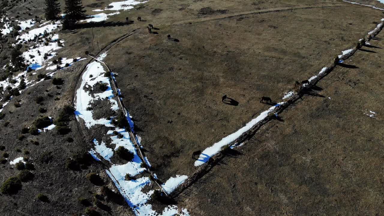 보스니아 헤르체고비나의 사라예보 바로 위 부코빅 산에서 일부 야생마의 드론샷