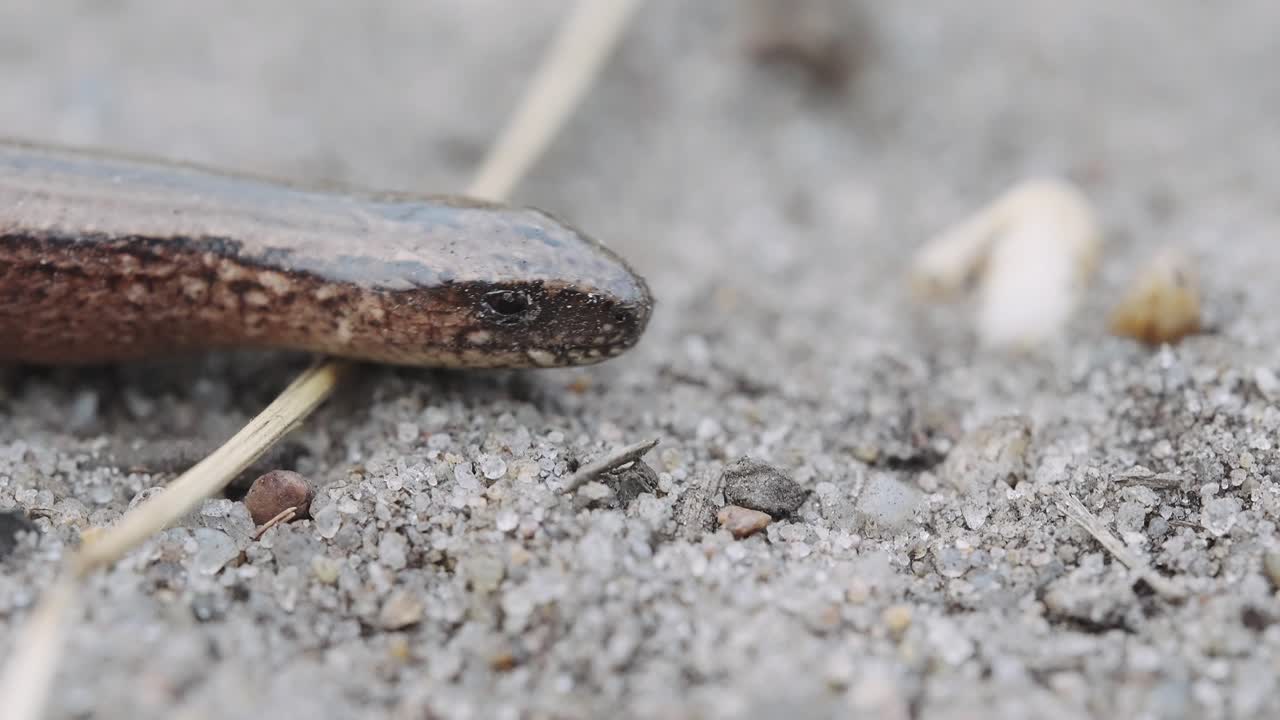 느린 벌레 다리가 없는 도마뱀 파충류 머리 근접 촬영 매크로 세부 정보, 팬, 일