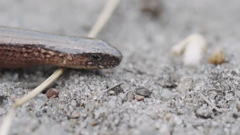 Slow-worm-legless-lizard-reptile-head-closeup-macro-detail,-pan,-day