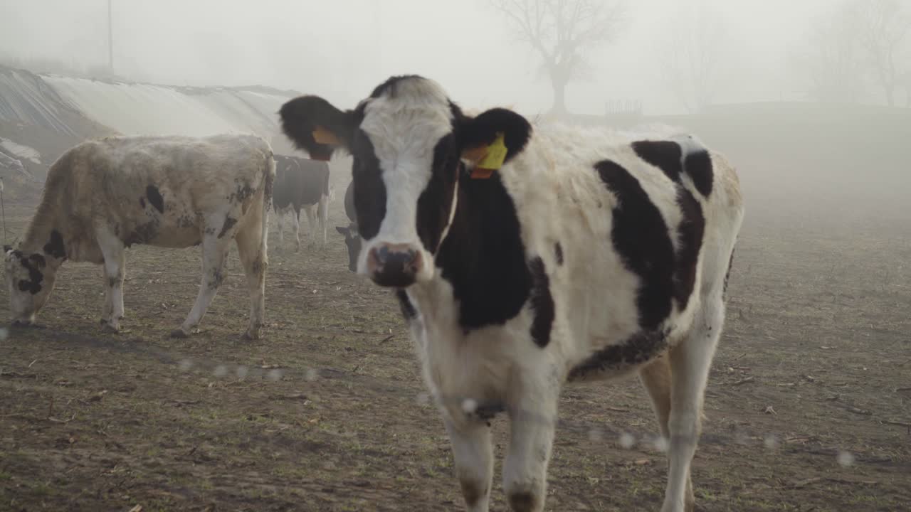vaca lechera doméstica en blanco y negro de pie y mirando la cámara detrás de la cerca de alambre en un día nublado, zoom de mano de cerca