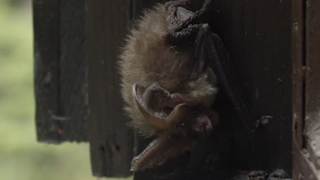 pocking a bat with a stick, close up