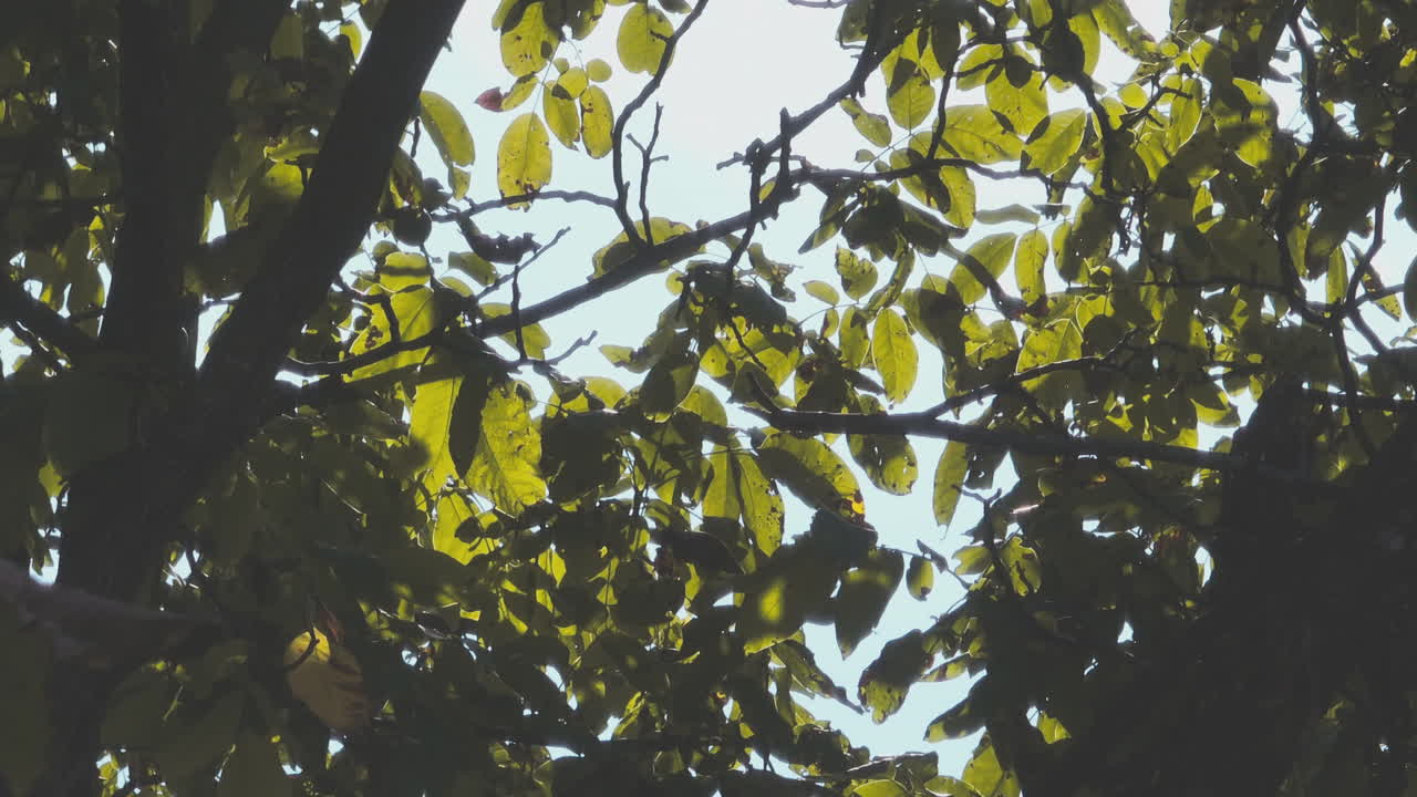 ramas de árboles con hojas